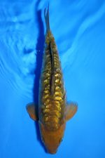 0262 Ginrin Aragoke Chagoi