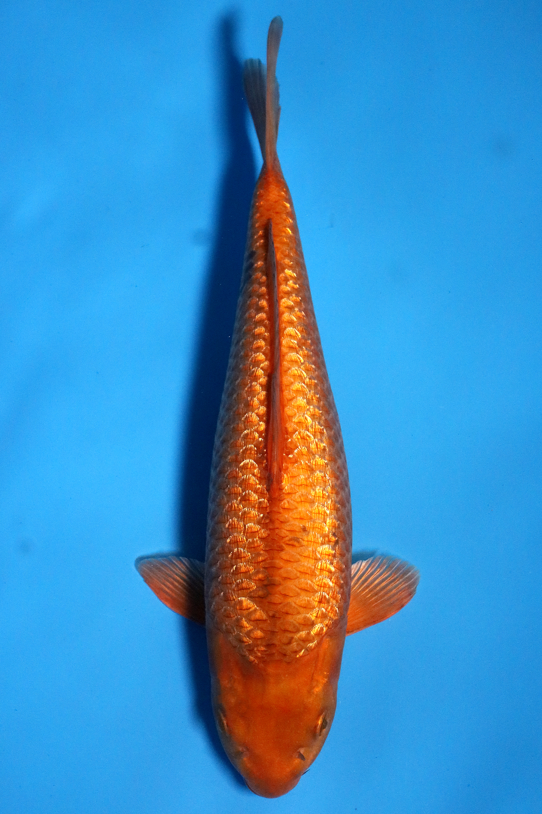 3367 Ginrin Caramel Test-Termin – Bild 1