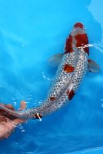 6706 Ginrin Ochiba – Bild 2