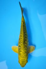 Aragoke Midorigoi